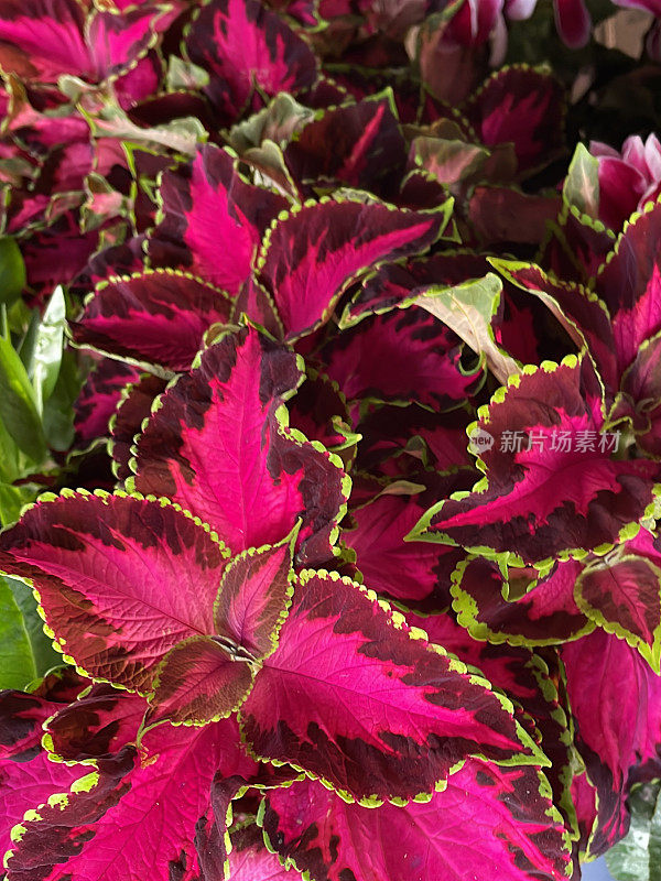 全幅图片的菜叶(Coleus scutellarioides)的芽和粉红色，红色和绿色的叶子生长在植物苗圃中心的花盆，高架视图